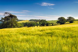 Foto: Gerstenfeld im Sommer